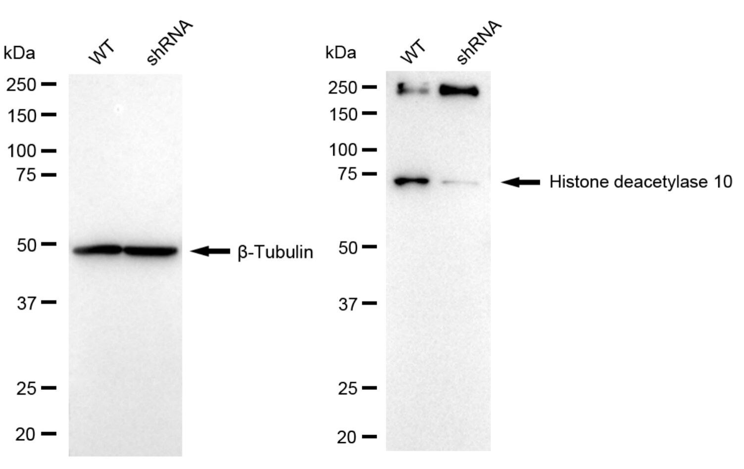 HDAC10 Antibody (24GB6050)