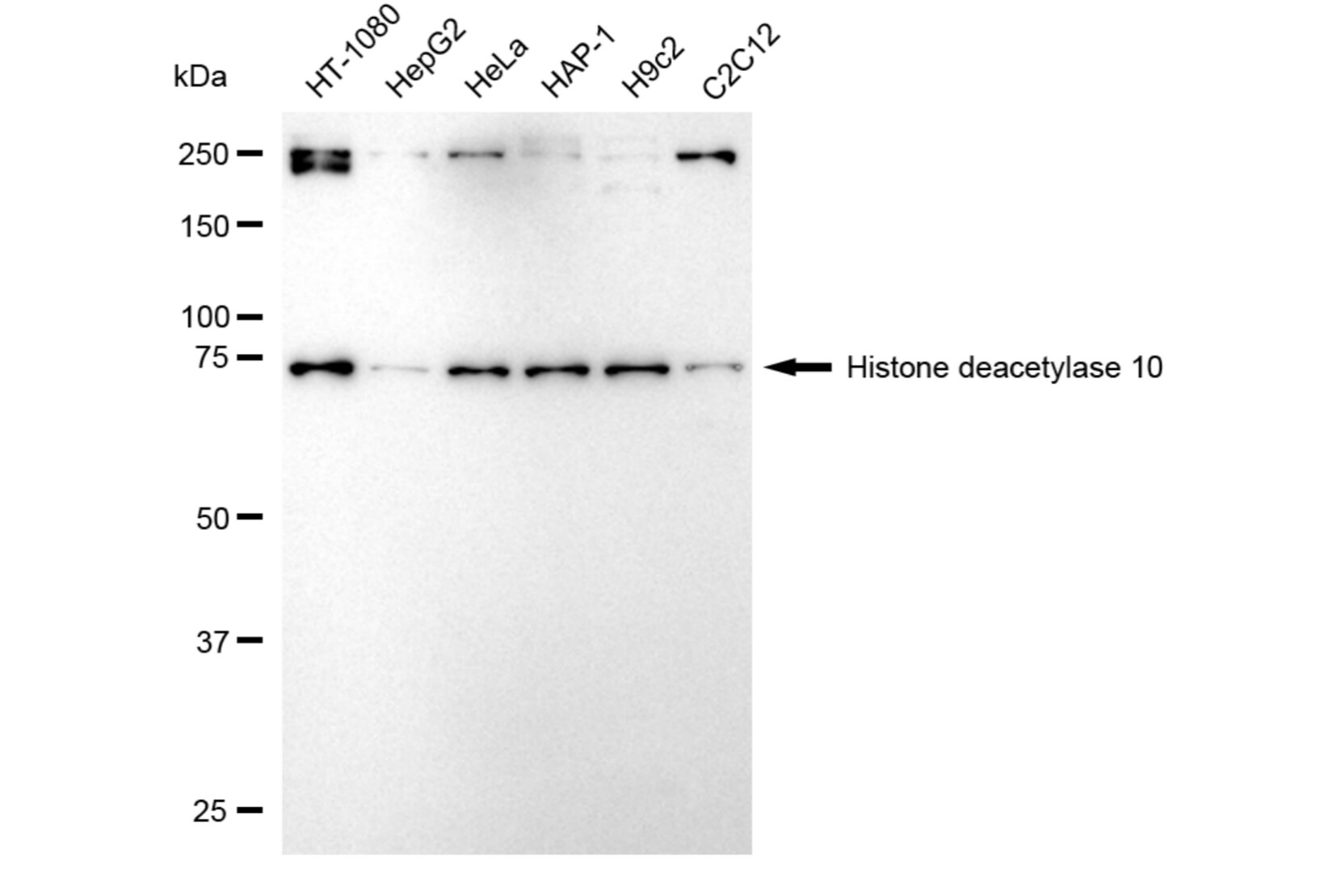 HDAC10 Antibody (24GB6050)