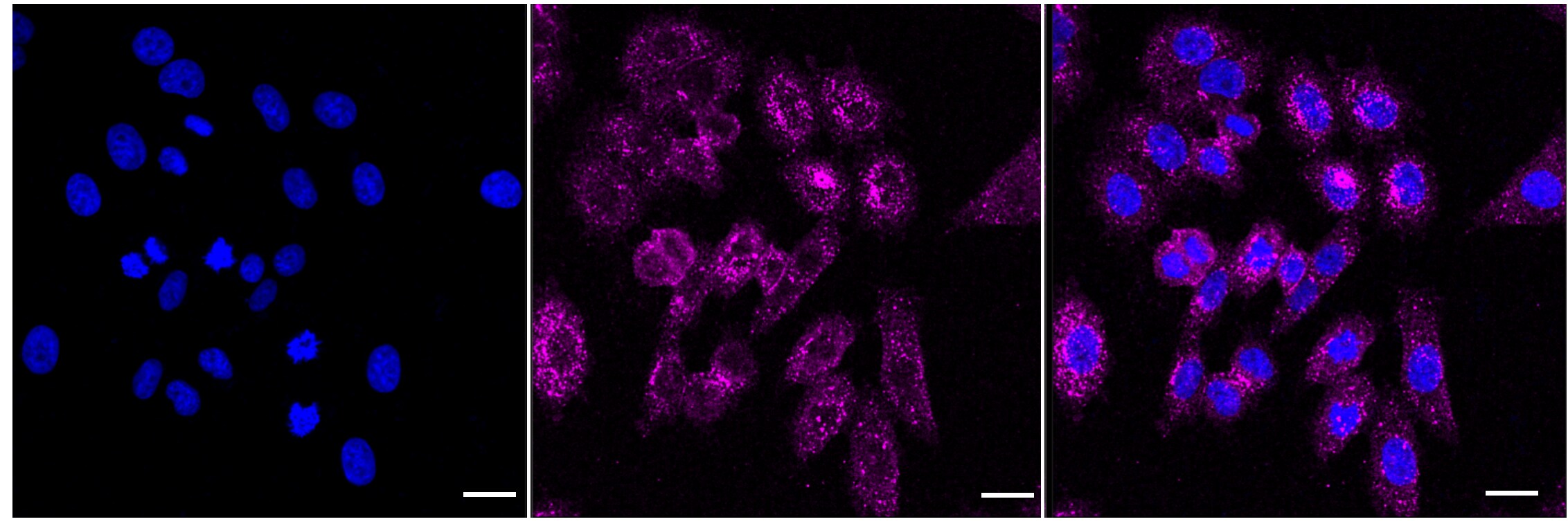 gamma Catenin Antibody (24GB6055)