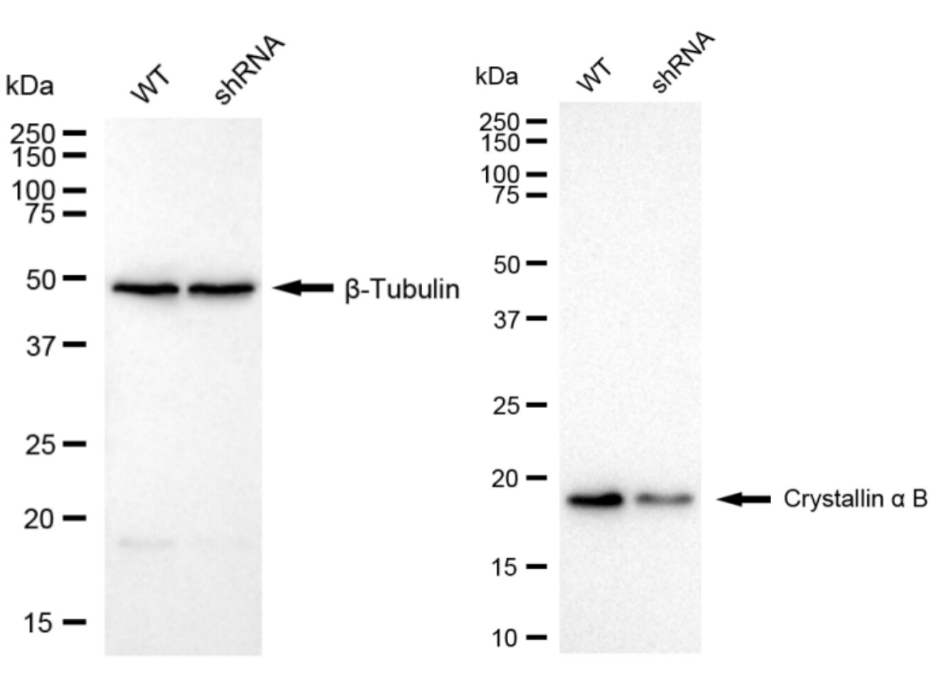 AlphaB Crystallin/CRYAB Antibody (24GB6070)