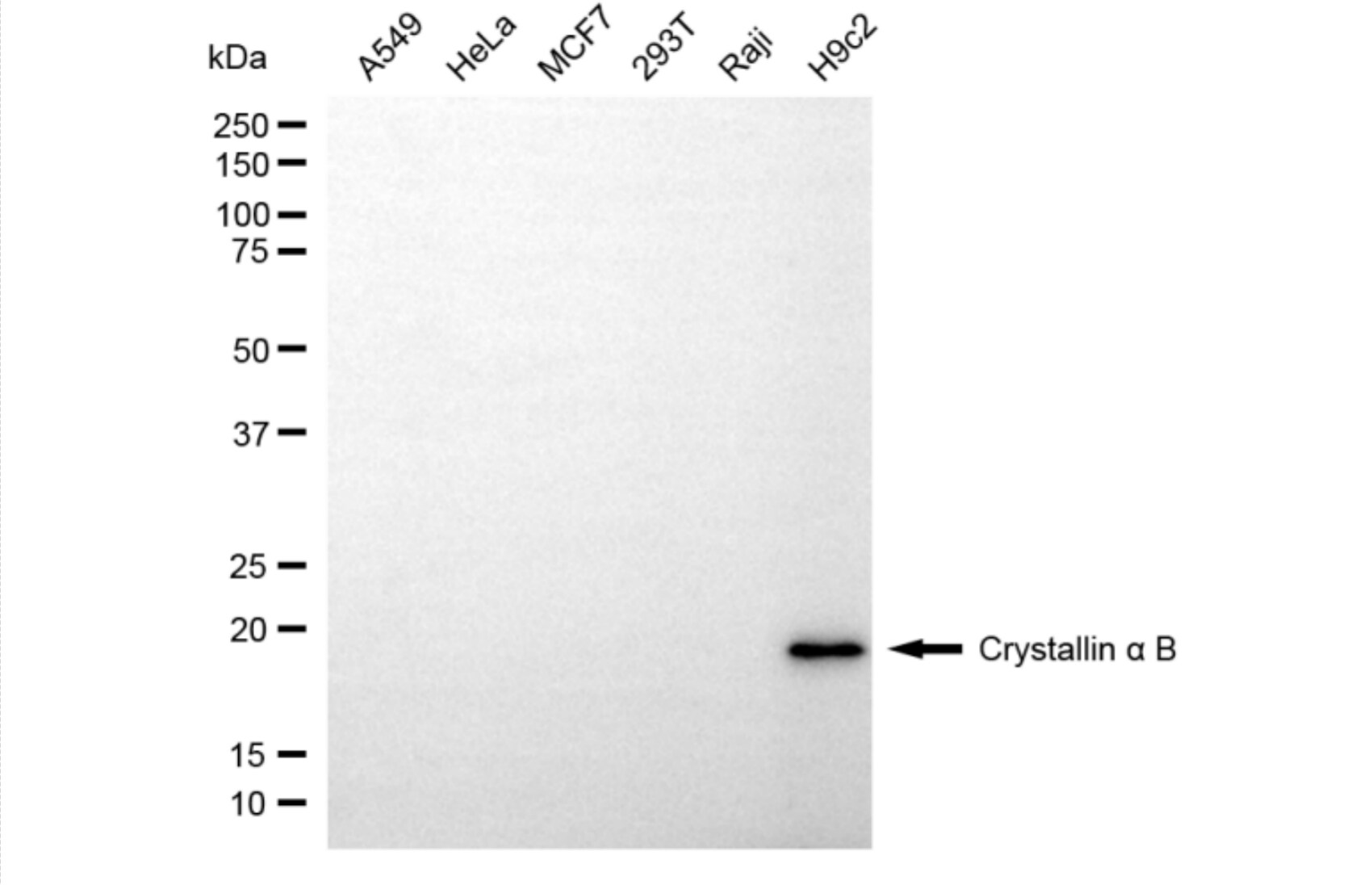 AlphaB Crystallin/CRYAB Antibody (24GB6070)