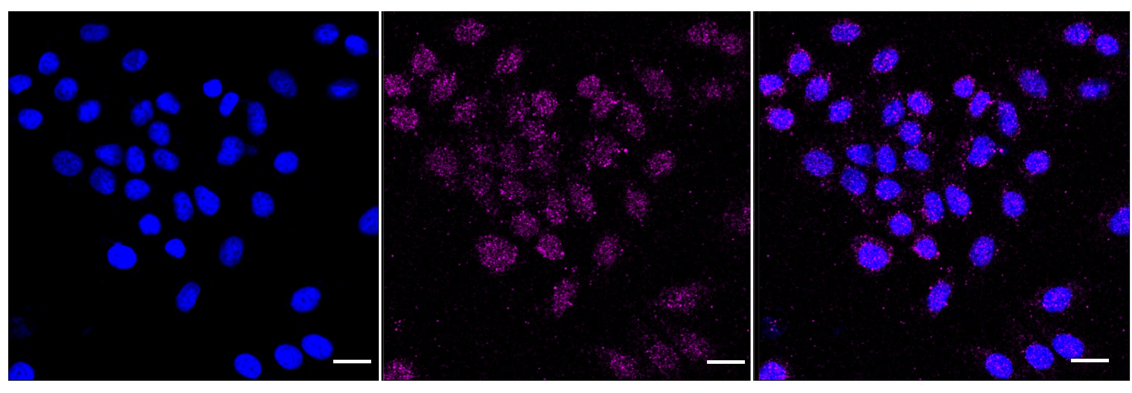 MDA5 Antibody (24GB6085)