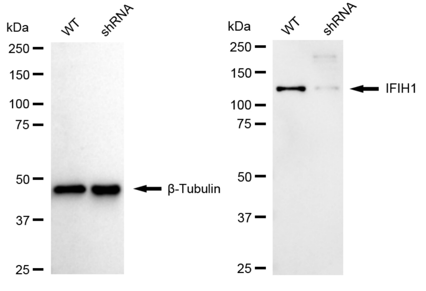 MDA5 Antibody (24GB6085)