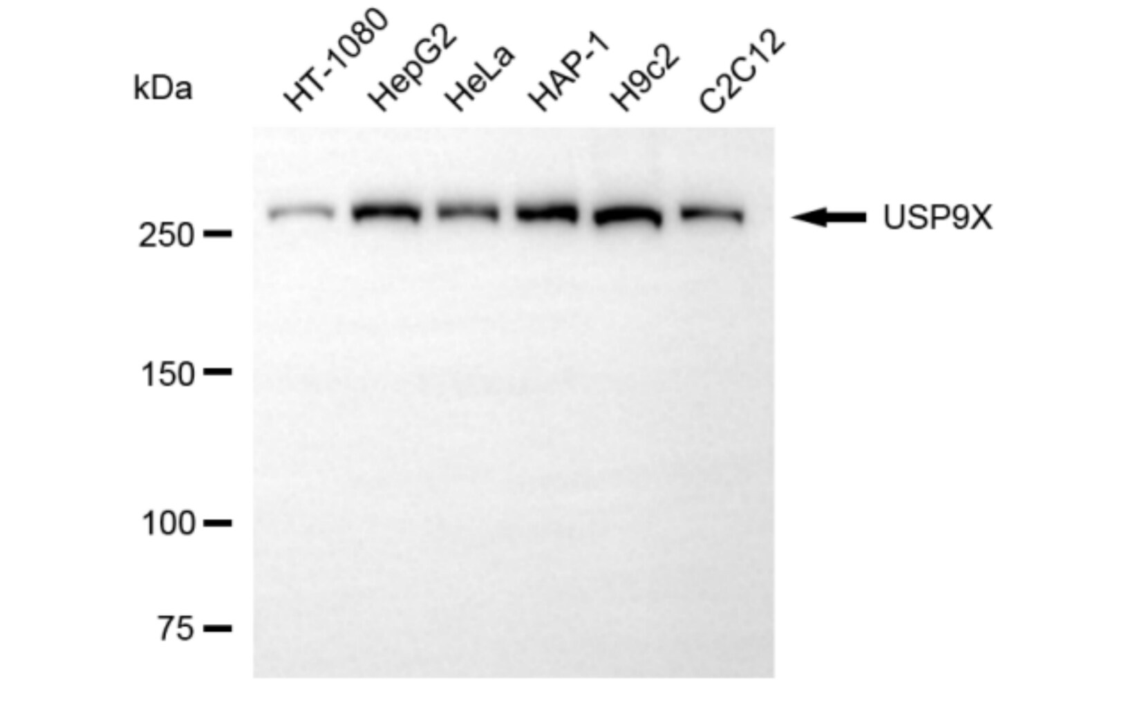 USP9x Antibody (24GB6090)