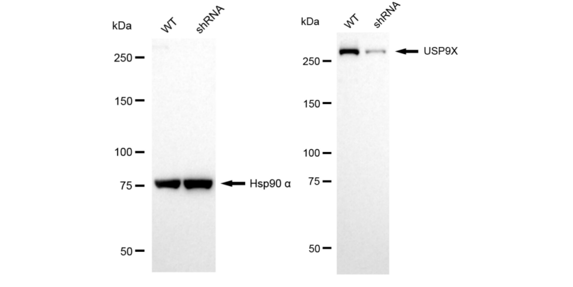 USP9x Antibody (24GB6090)