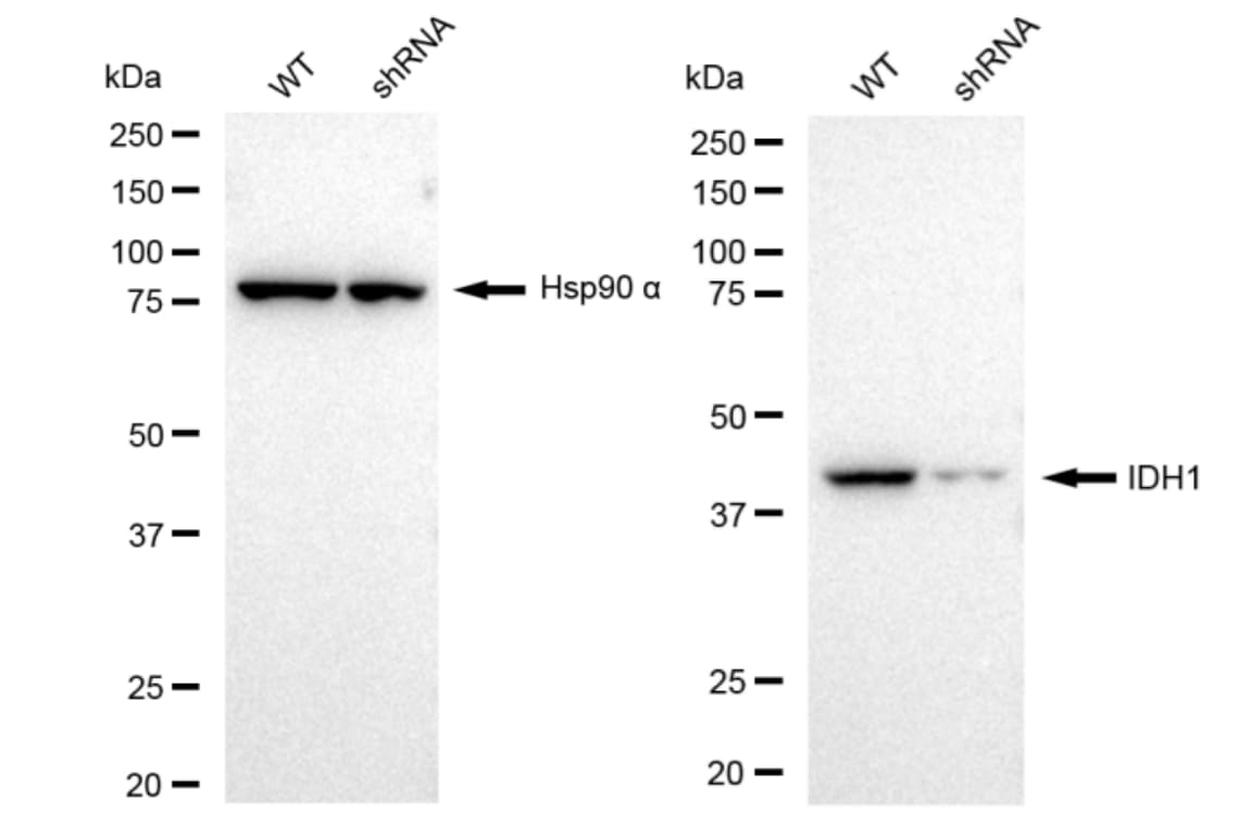 Isocitrate Dehydrogenase 1/IDH1 Antibody (23GB2105)