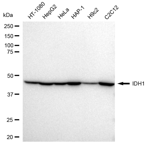 Isocitrate Dehydrogenase 1/IDH1 Antibody (23GB2105)