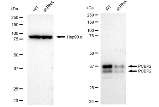 PCBP2 Antibody (23GB2110)