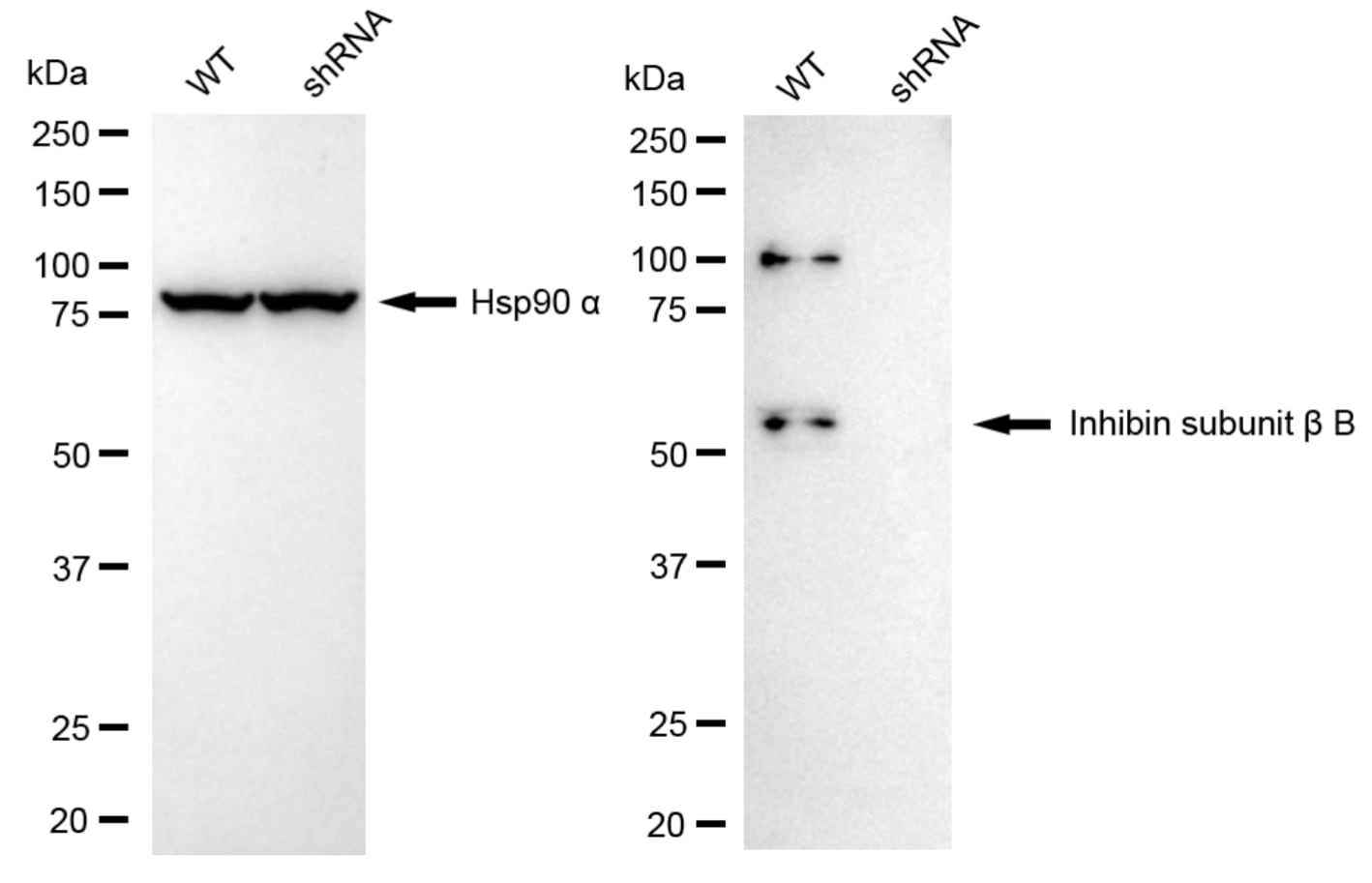Activin B/Inhibin beta B Antibody (24GB6100)