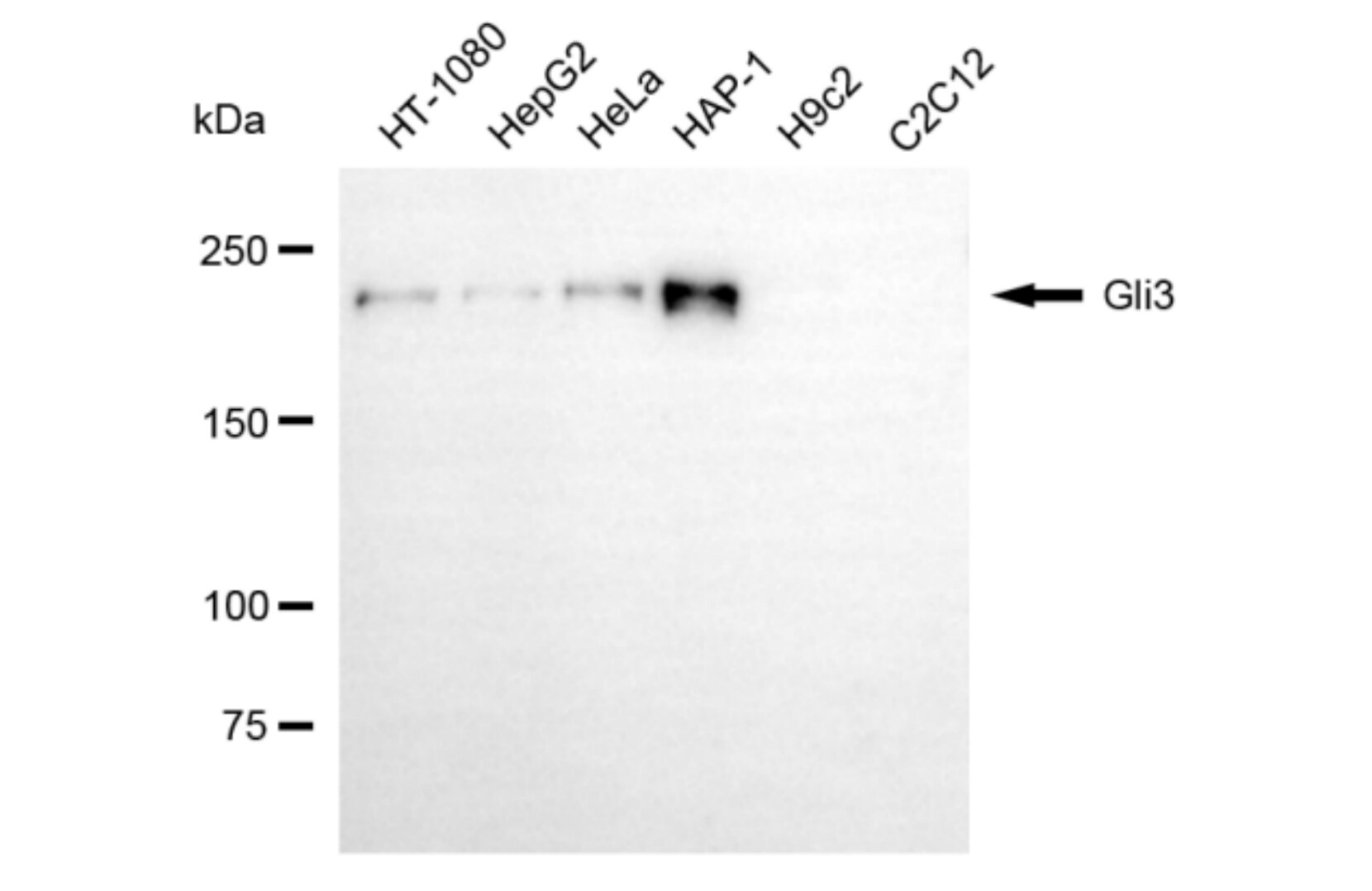GLI-3 Antibody (24GB6105)