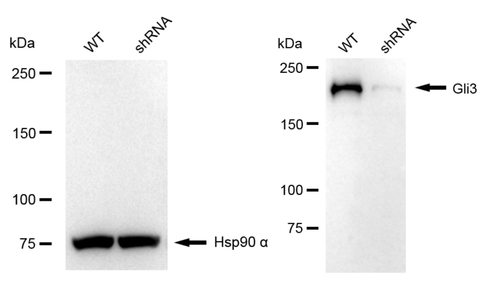 GLI-3 Antibody (24GB6105)