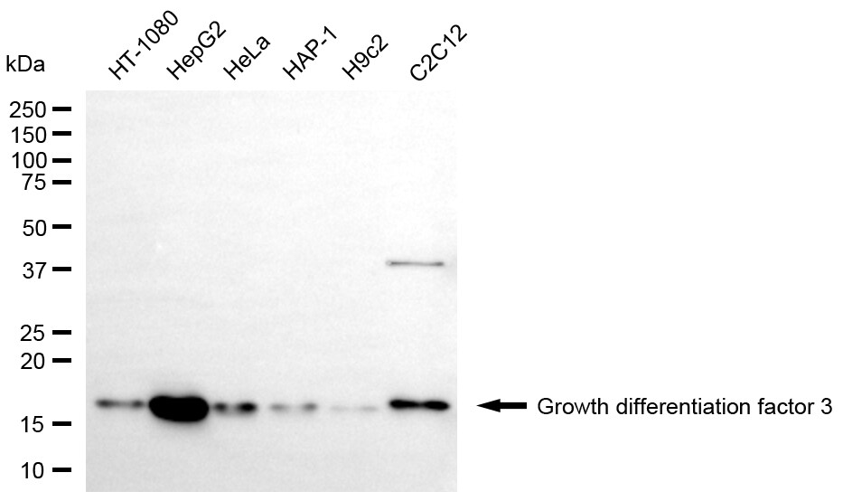 GDF-3 Antibody (24GB6110)