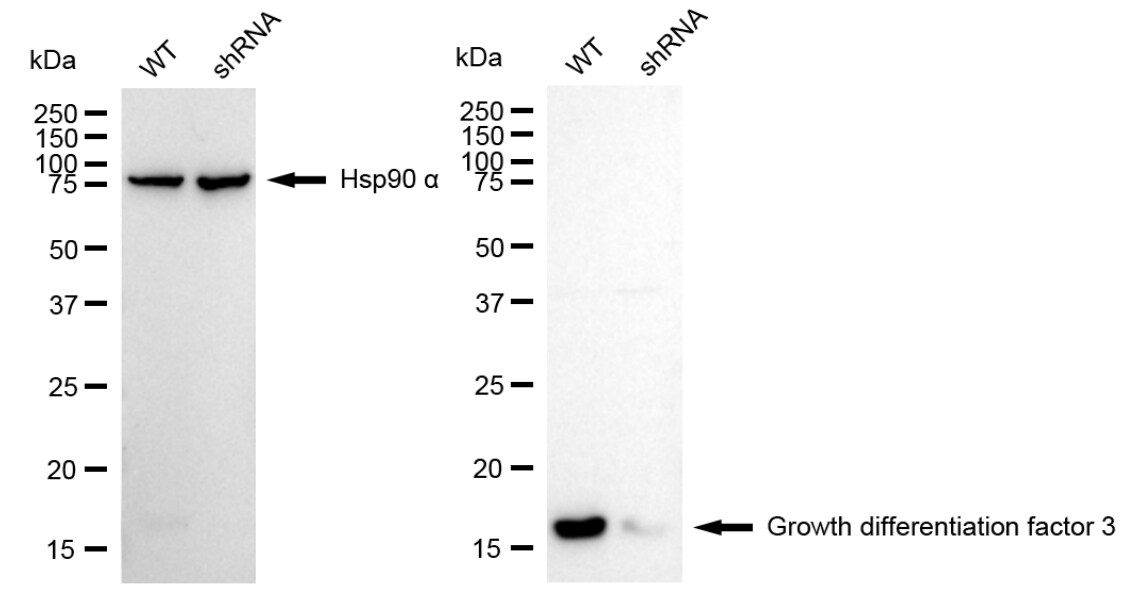 GDF-3 Antibody (24GB6110)