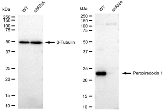 Peroxiredoxin 1 Antibody (23GB2120)