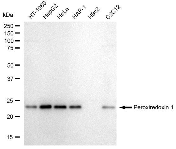 Peroxiredoxin 1 Antibody (23GB2120)