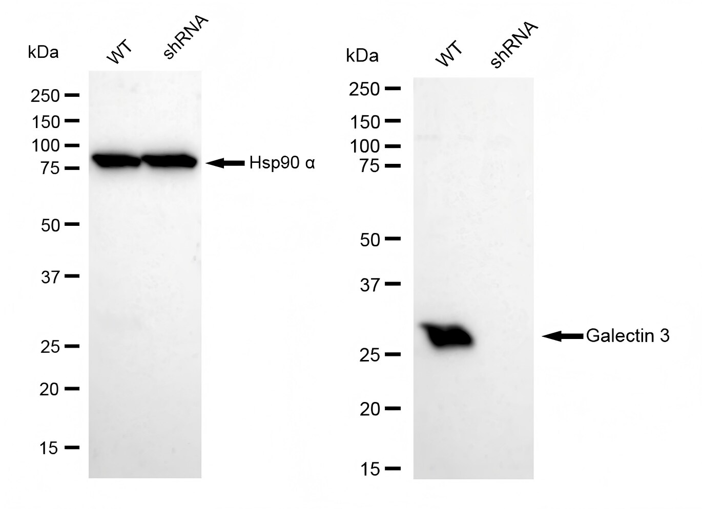 Galectin-3 Antibody (23GB2130)