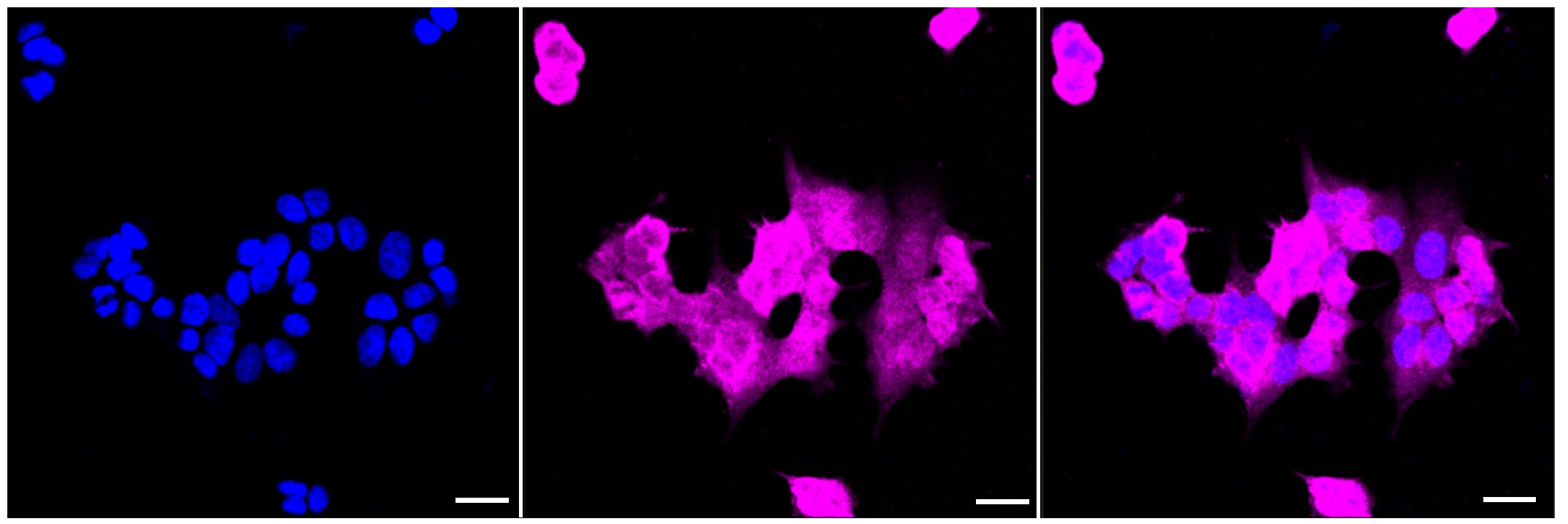 UCH-L1/PGP9.5 Antibody (23GB2135)