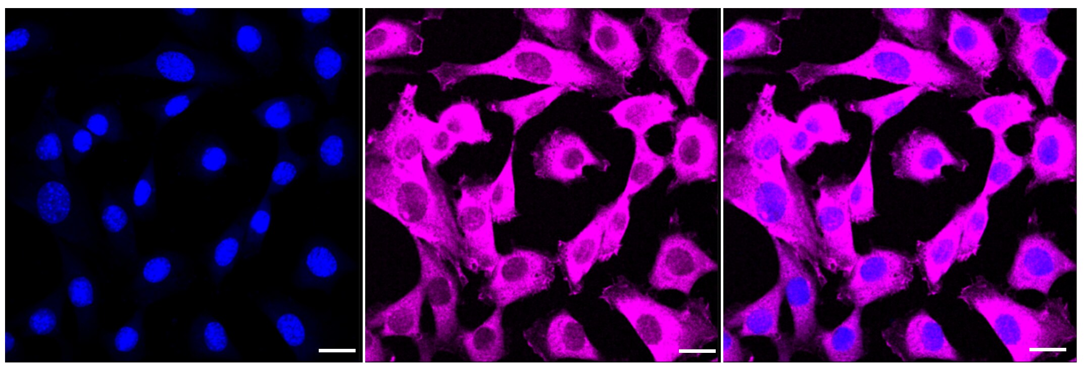 Cyclophilin-F Antibody (23GB2140)