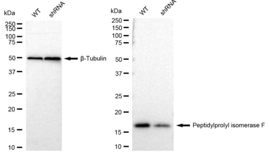 Cyclophilin-F Antibody (23GB2140)