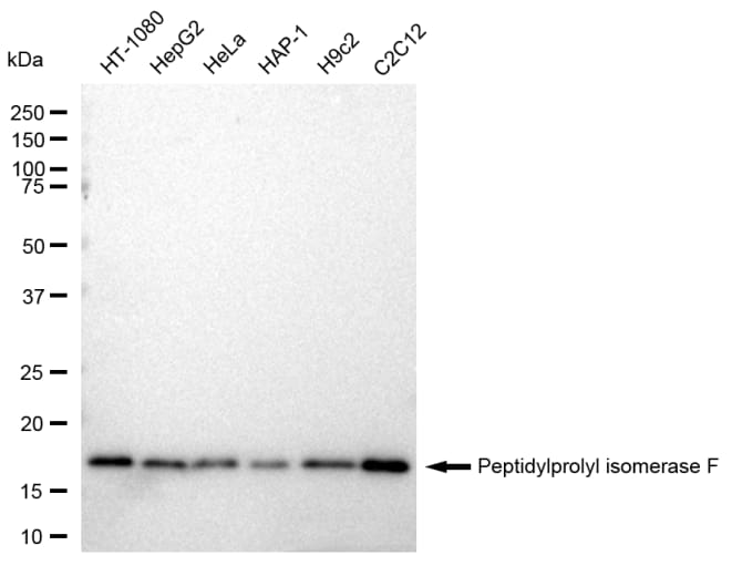 Cyclophilin-F Antibody (23GB2140)