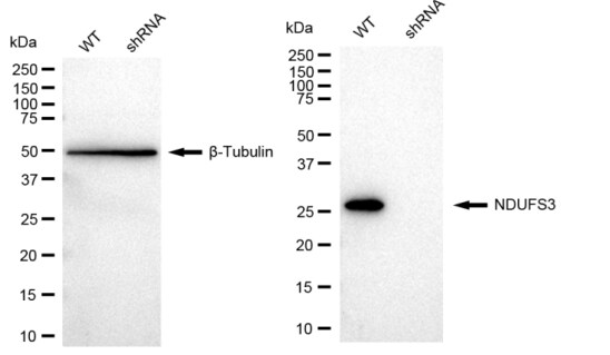 NDUFS3 Antibody (23GB2145)