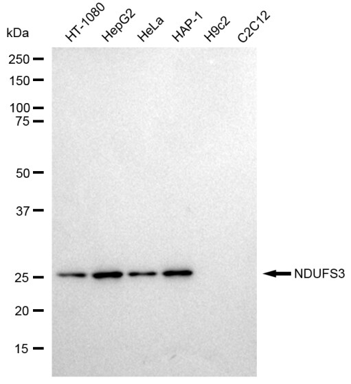NDUFS3 Antibody (23GB2145)