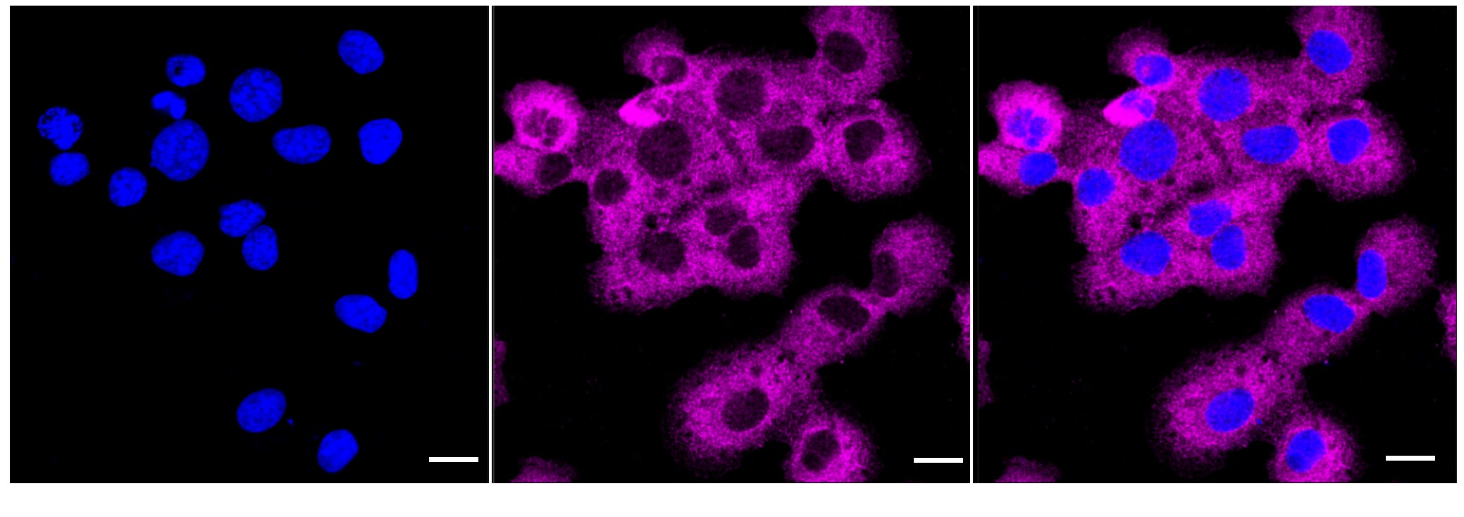 IMP Dehydrogenase 2/IMPDH2 Antibody (24GB6135)