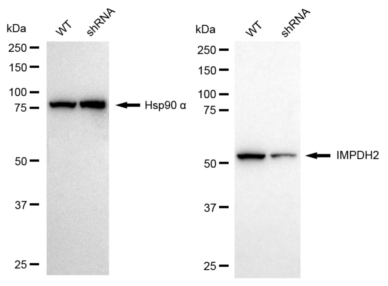 IMP Dehydrogenase 2/IMPDH2 Antibody (24GB6135)