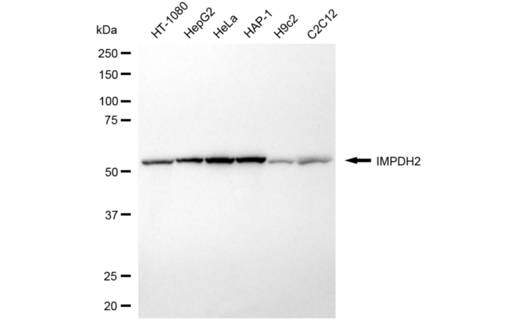 IMP Dehydrogenase 2/IMPDH2 Antibody (24GB6135)