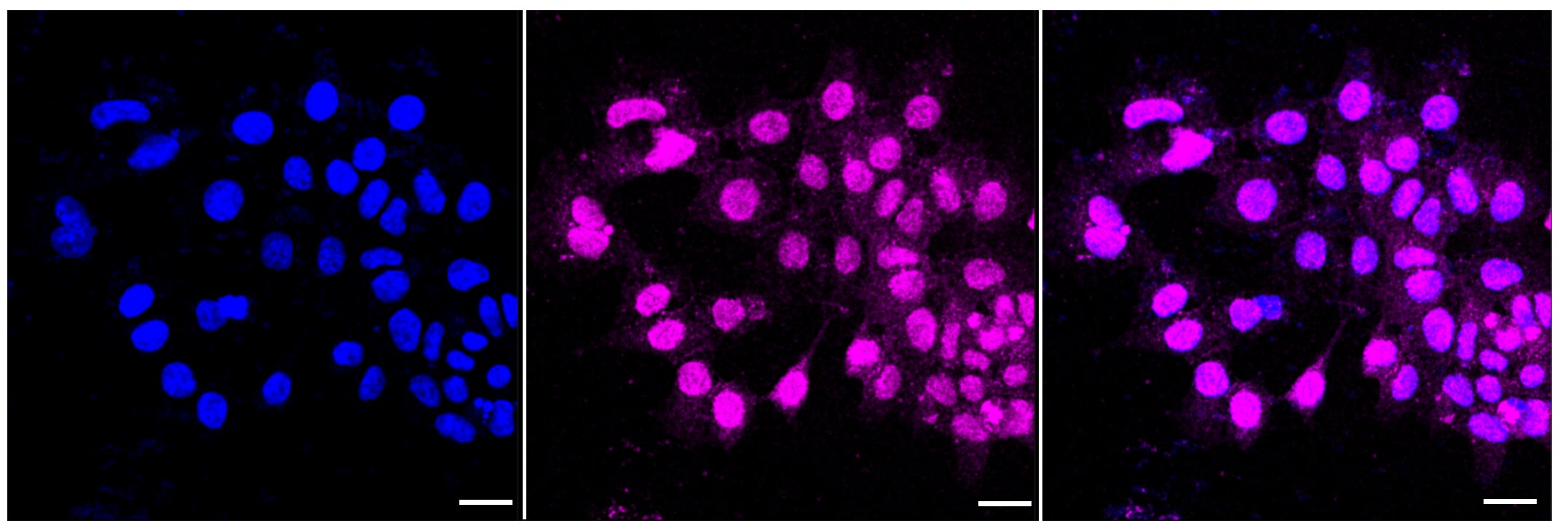 RAC3 Antibody (23GB2175)