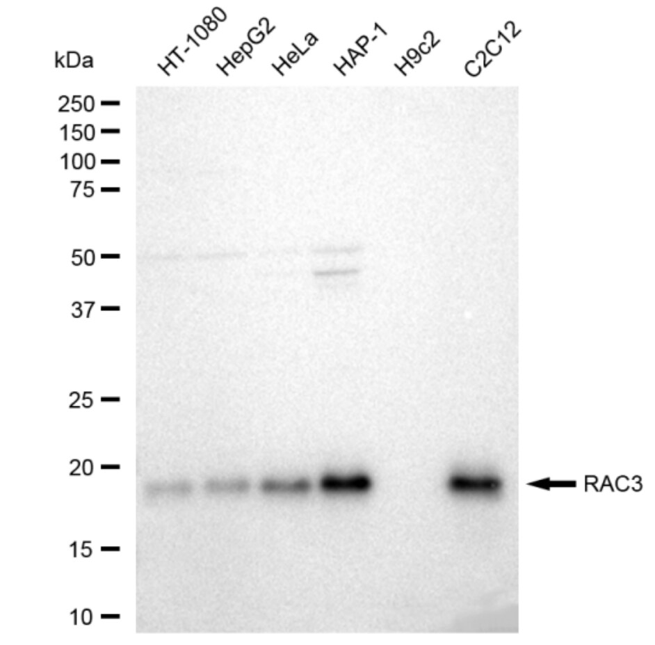 RAC3 Antibody (23GB2175)