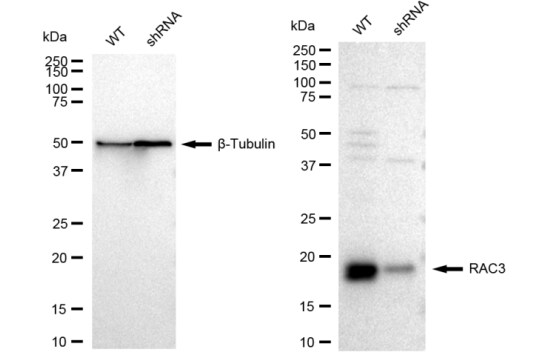 RAC3 Antibody (23GB2175)
