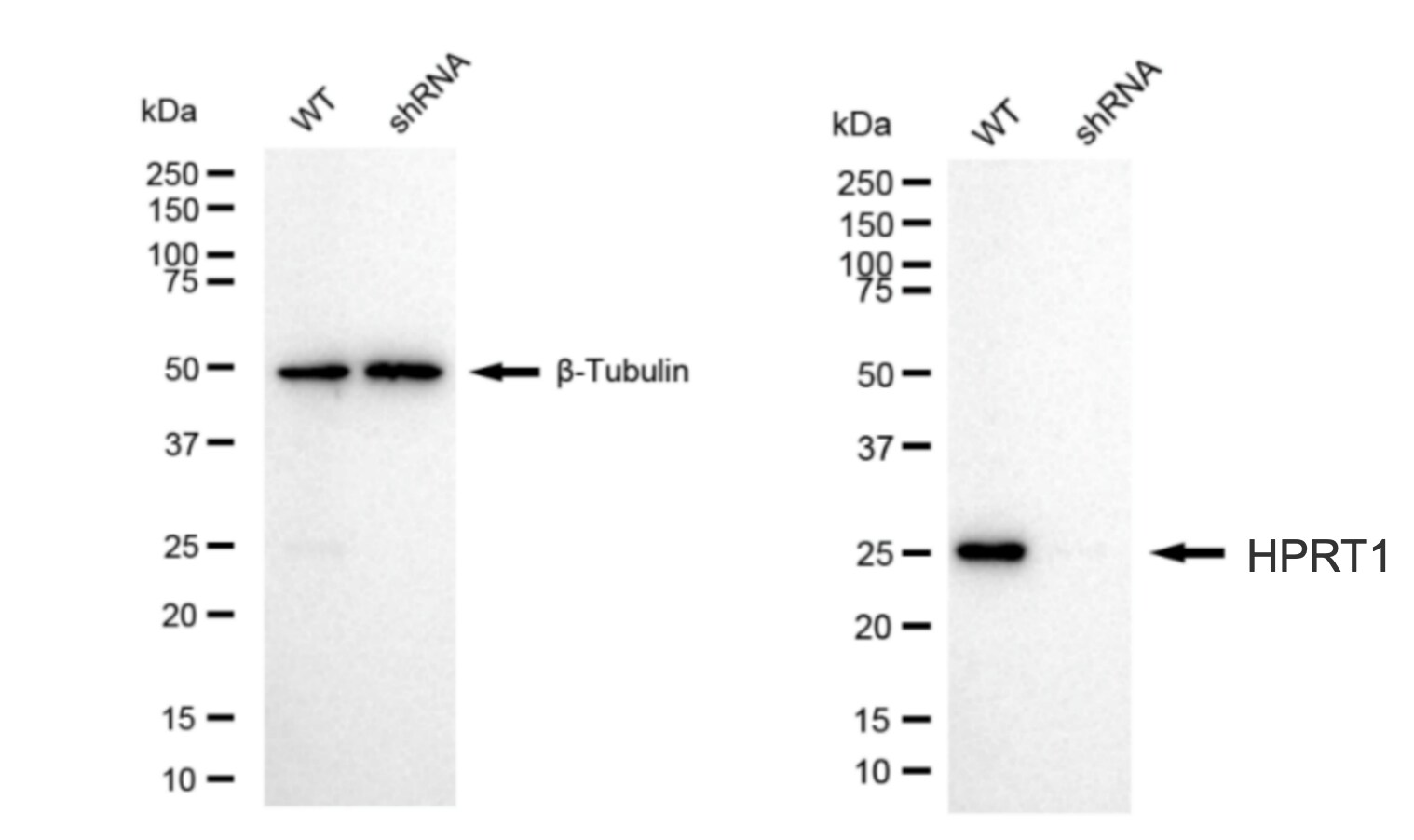HPRT Antibody (24GB6185)