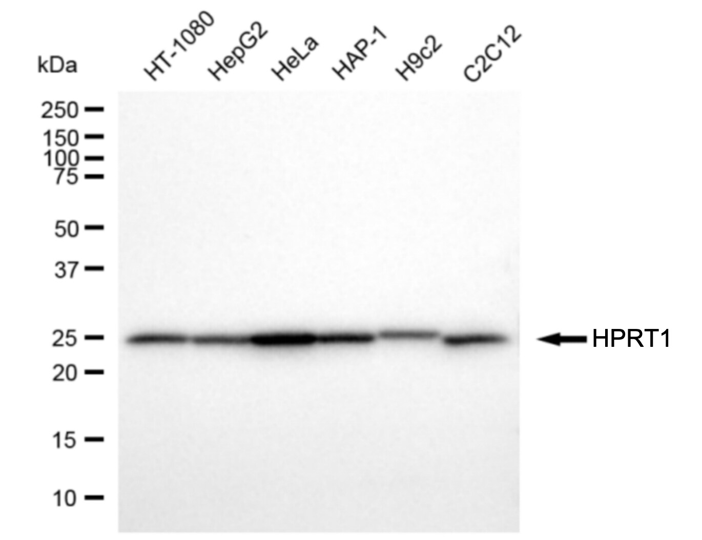 HPRT Antibody (24GB6185)