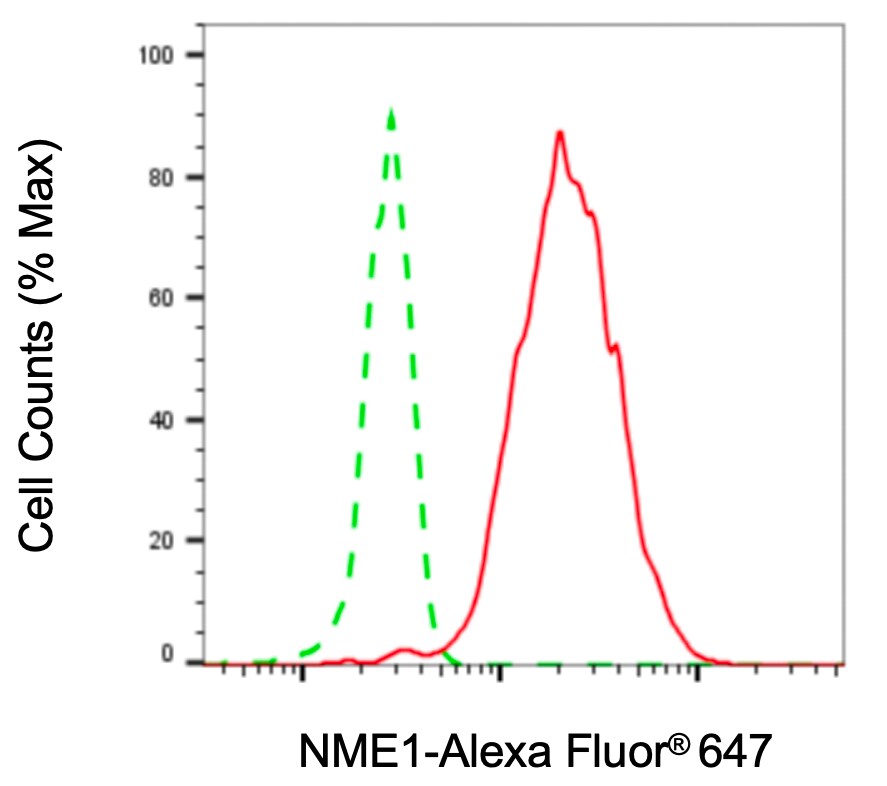 NM23-H1 Antibody (23GB2195)