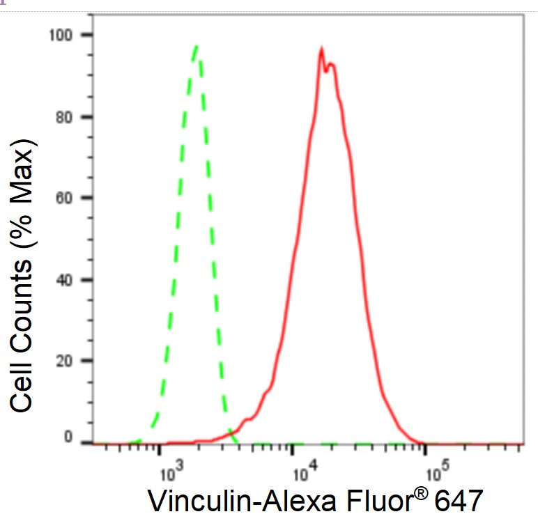 Vinculin Antibody (23GB2205)