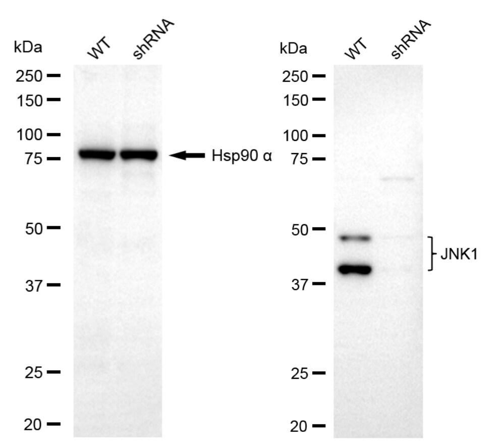 JNK1 Antibody (23GB2220)