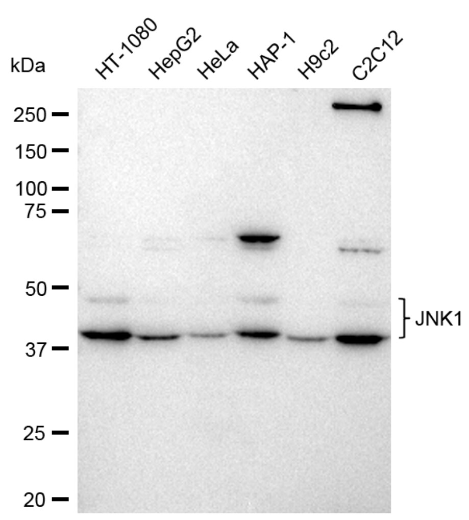 JNK1 Antibody (23GB2220)
