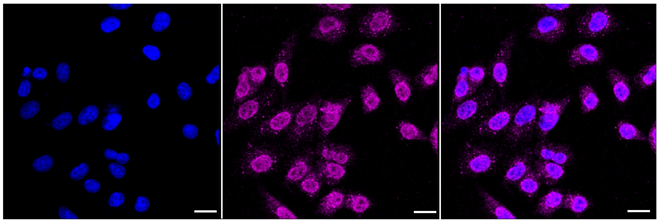 Jak1 Antibody (23GB2245)