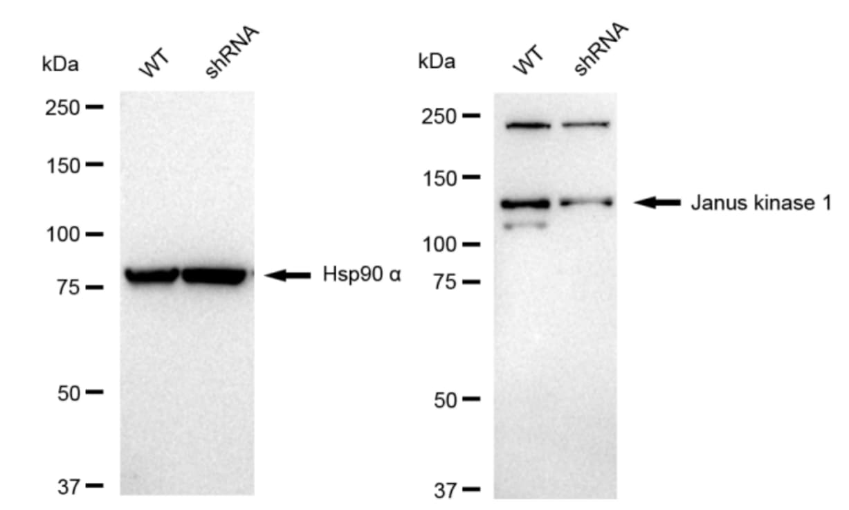 Jak1 Antibody (23GB2245)