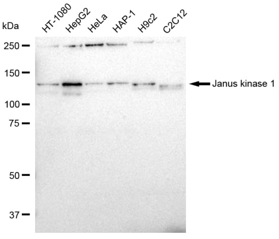 Jak1 Antibody (23GB2245)