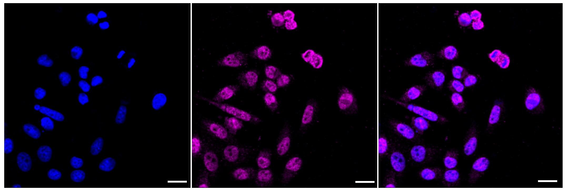 USP7 Antibody (23GB2250)