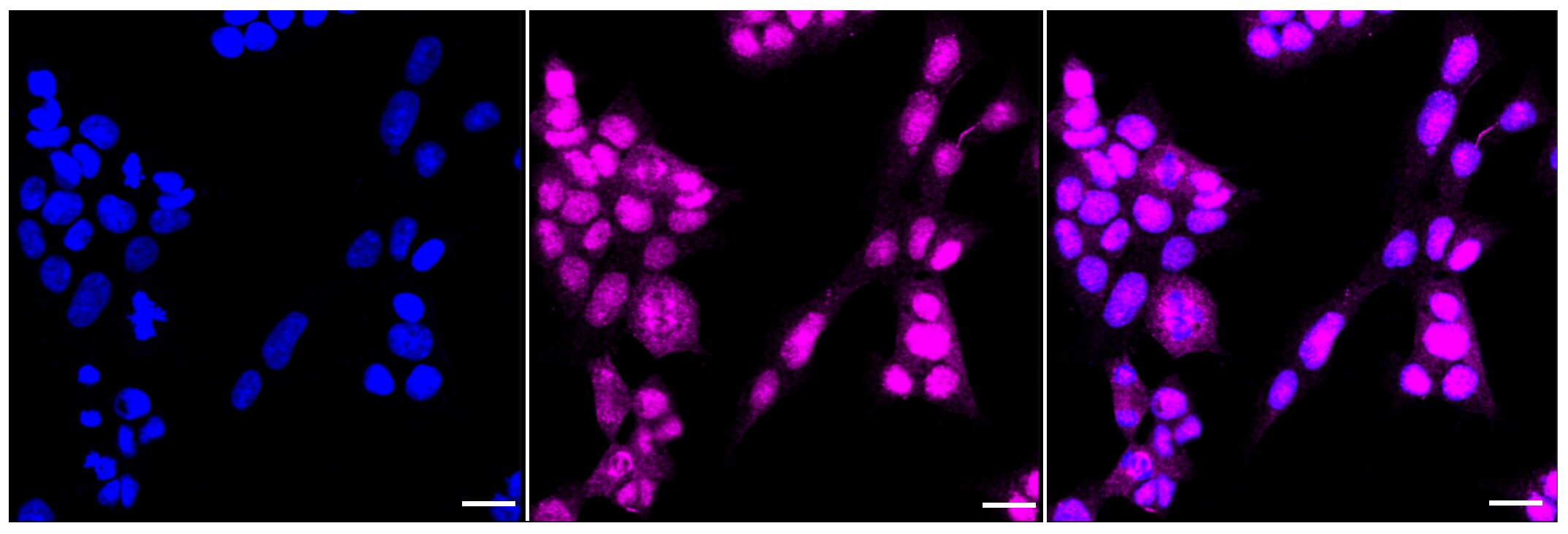 Rad51 Antibody (23GB2275)