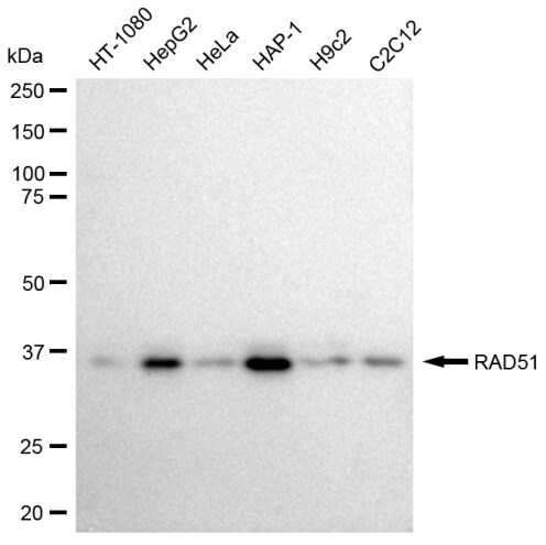 Rad51 Antibody (23GB2275)