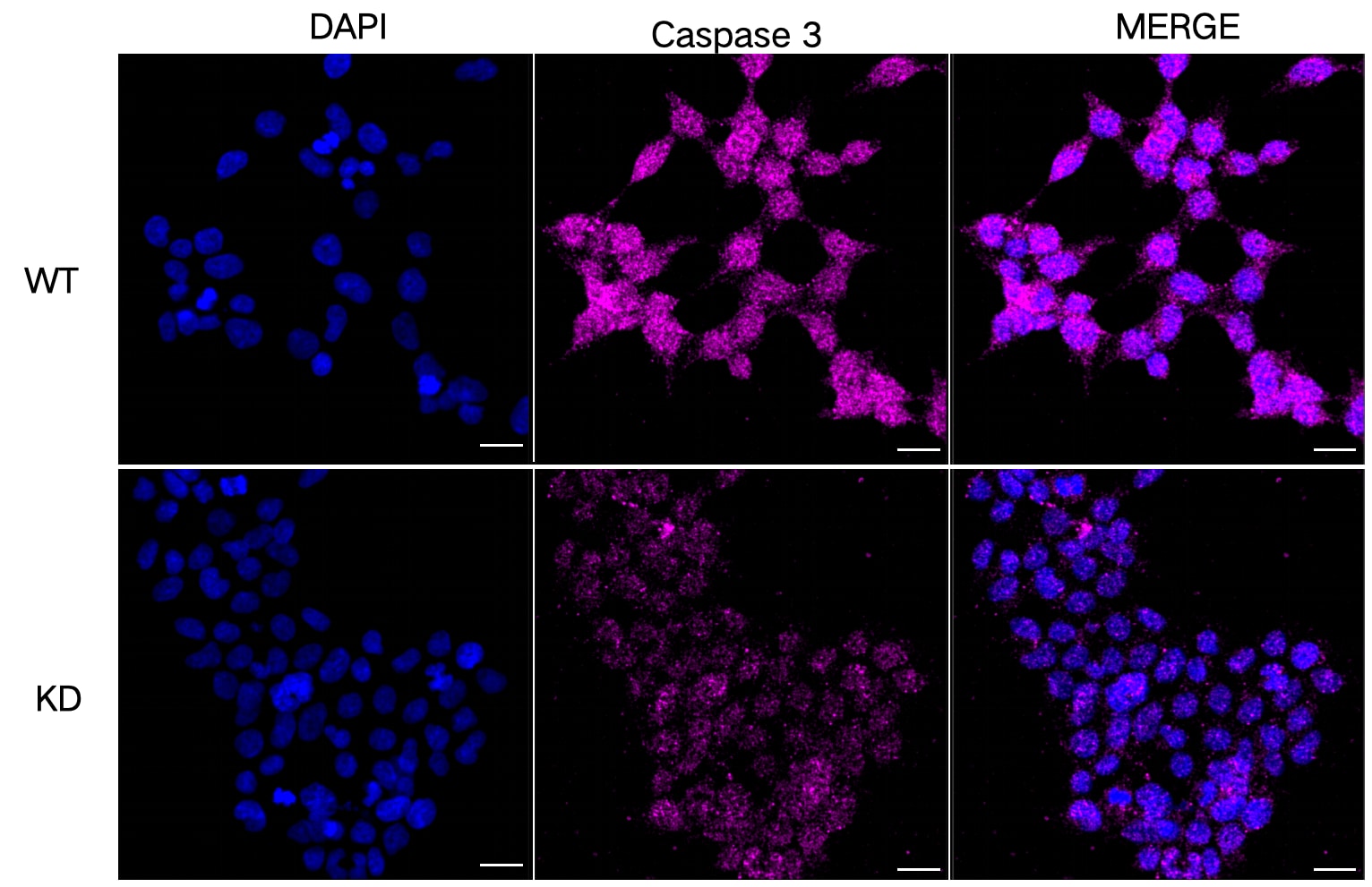 Caspase-3 Antibody (23GB2280)