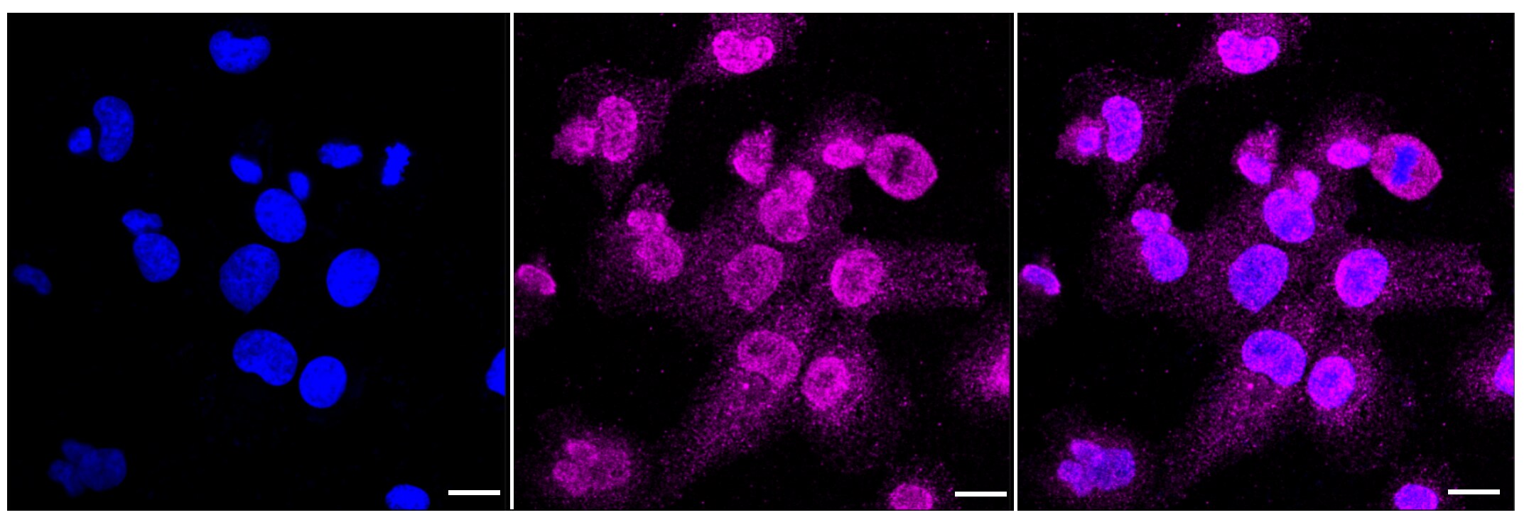 Caspase-3 Antibody (23GB2280)