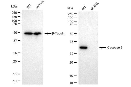 Caspase-3 Antibody (23GB2280)