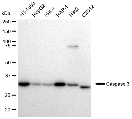 Caspase-3 Antibody (23GB2280)