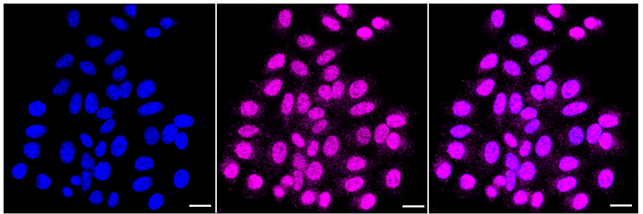 CDK2 Antibody (23GB2295)