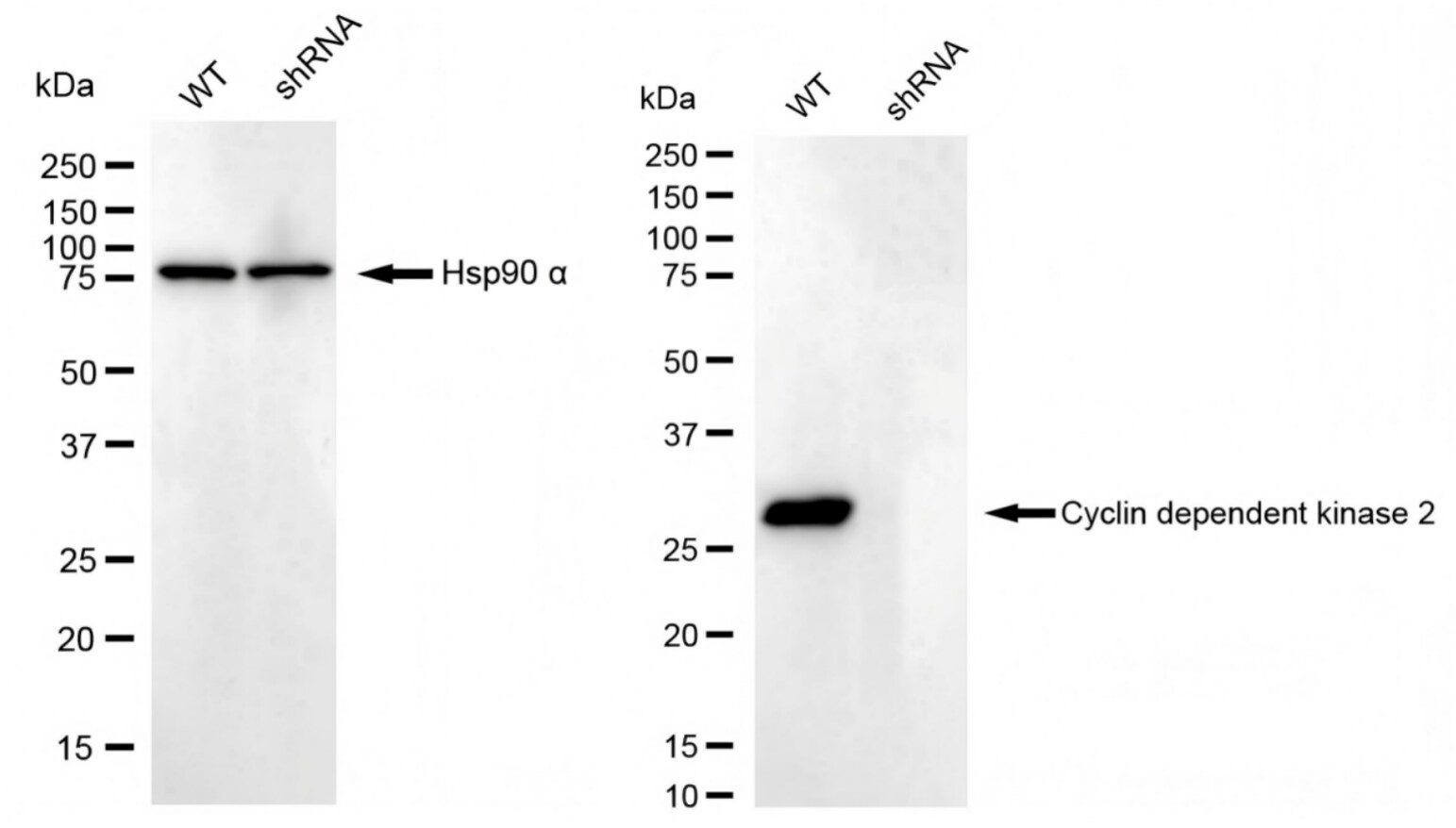 CDK2 Antibody (23GB2295)